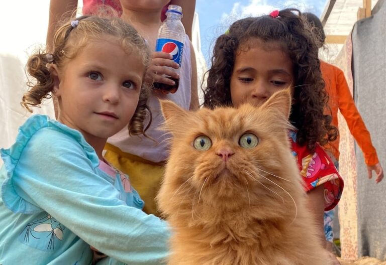 Gaza children find joy through support animals
