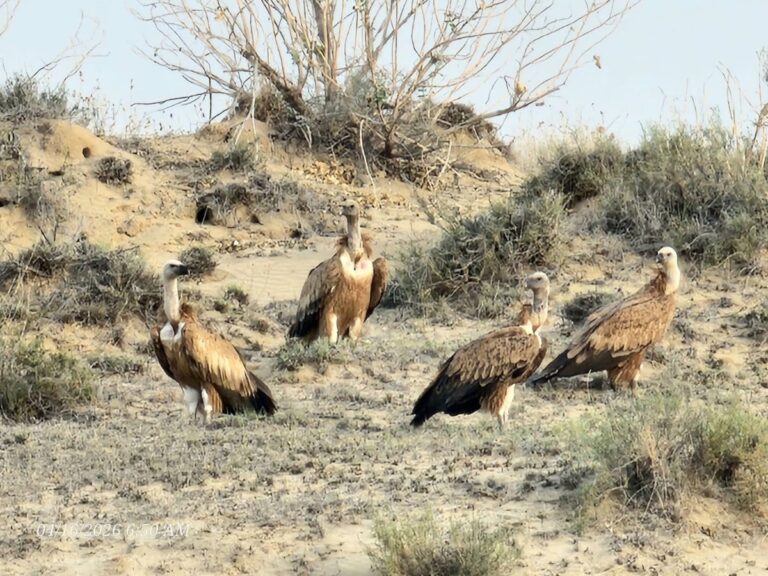 Endangered vultures rebound in Punjab habitats