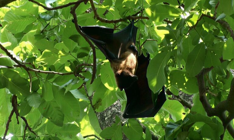 Lahore bat populations declining amid urban growth, light pollution and public myths