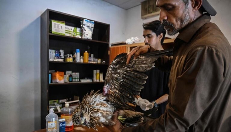 Wildlife rescuers help birds survive Pakistan’s hotter summers